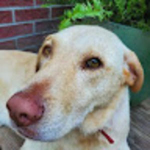 Meet your Posher, Alexander